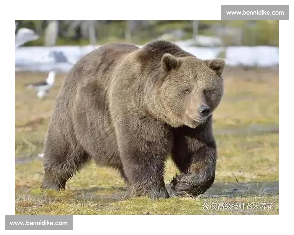 赤手凡人对决猛虎生死博弈的人性勇气与自然法则冲突与边界启示